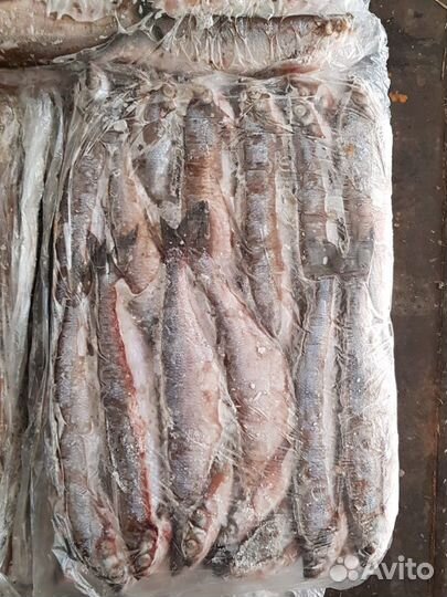 Лещ с/м 800-1500 1500+