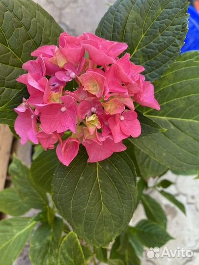 Гортензия широколистная