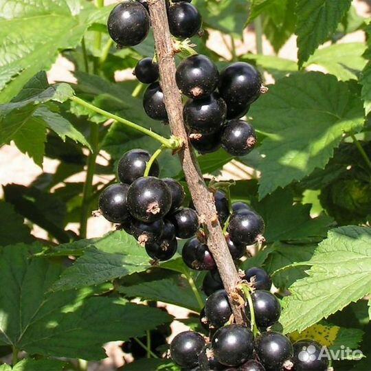 Саженцы смородина черная Ядрёная