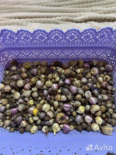 Детки гладиолусов