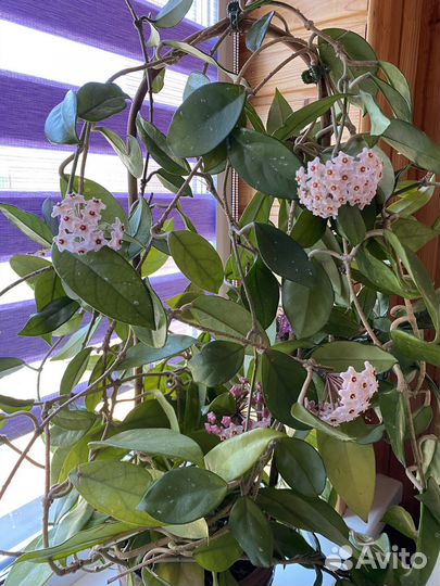 Хойя карноза