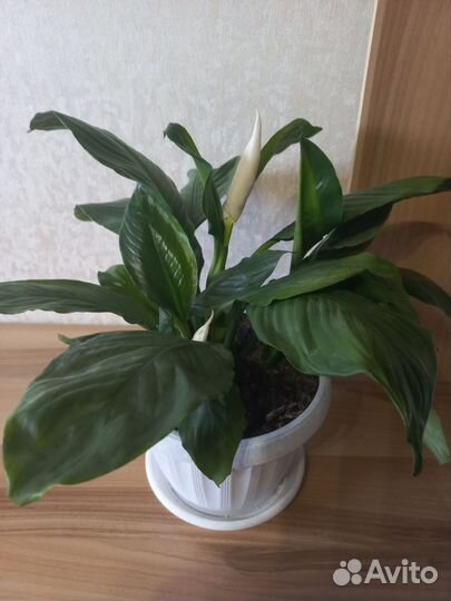 Спатифиллум