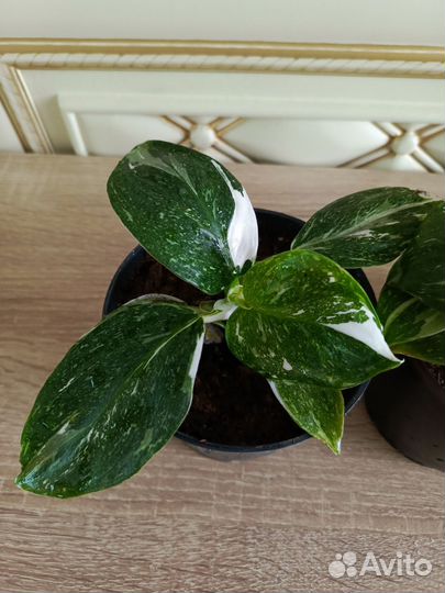 Филодендрон white визард