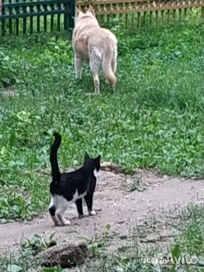 Котенок от домашней кошки в добрые руки