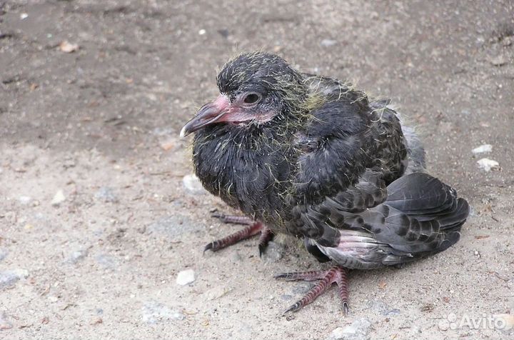 Выкорм птенцов