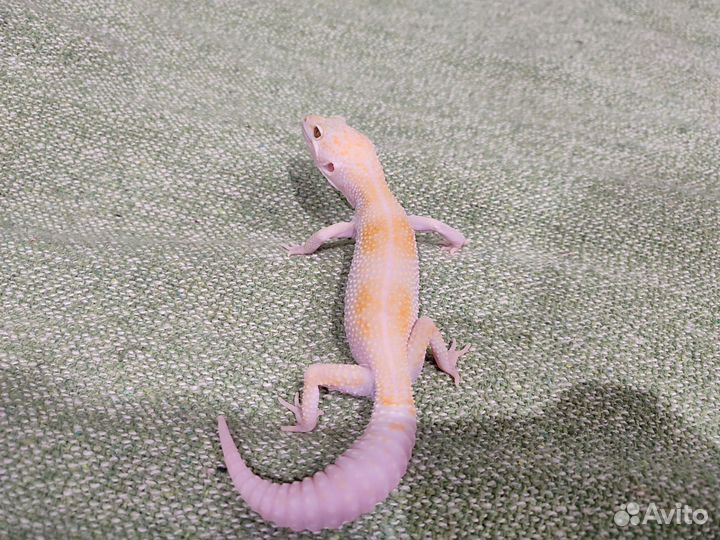 Ящерица геккон эублефар