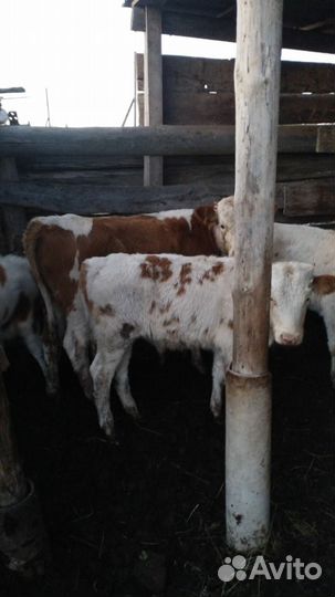 Бычки и быки