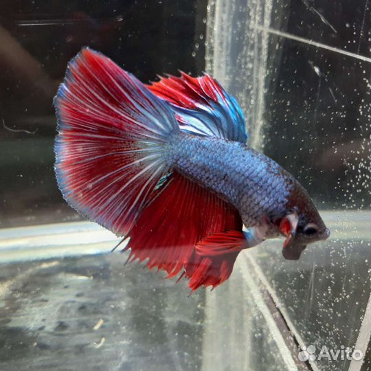 Рыбка петушок