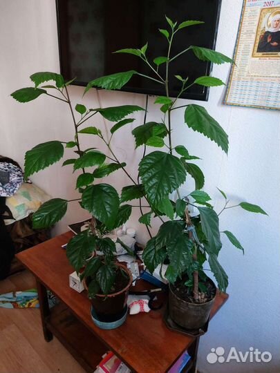 Сортовые гибискусы