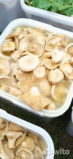 Грибы Грузди соленые