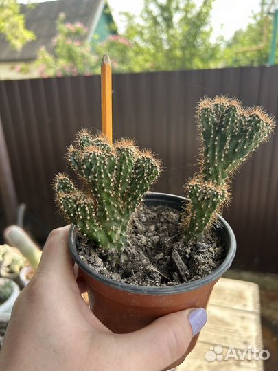 Кактусы и суккуленты