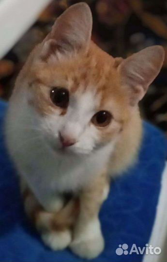 Котенок с апельсиновыми глазками