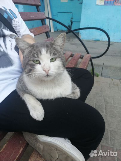 Кошка в дар бесплатно
