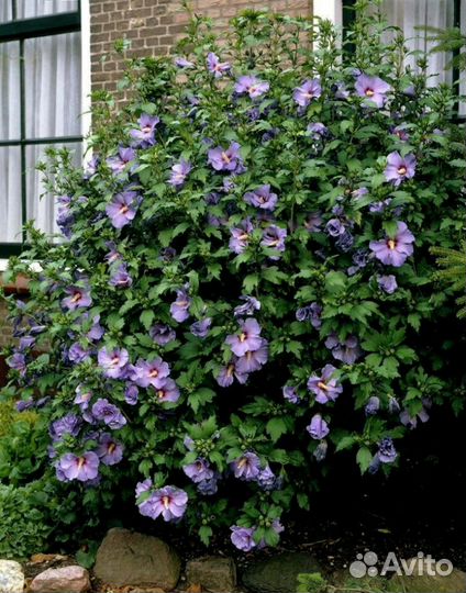 Гибискус древовидный сиреневый