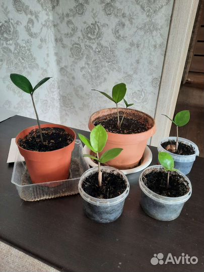 Замиокулькас