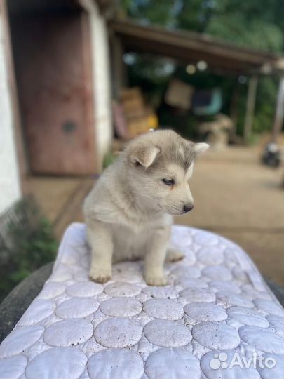 Девочка маламут