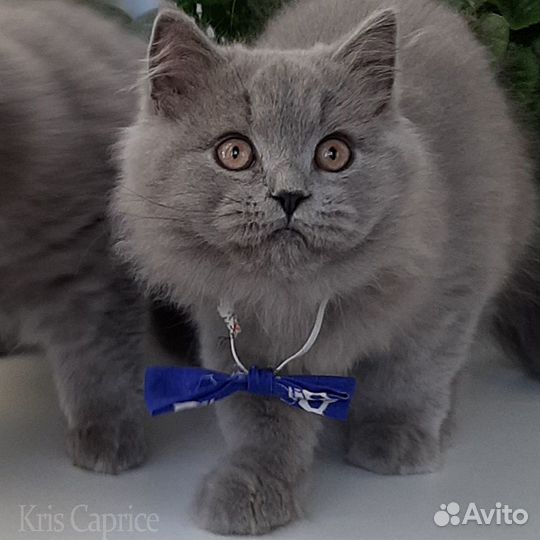 Британские котята