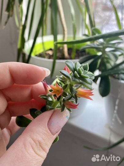 Эхеверия цветущая детки