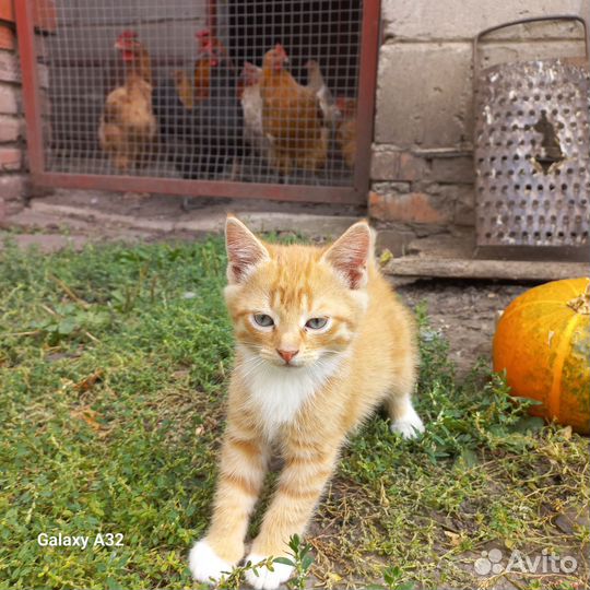 Кошка в дар бесплатно