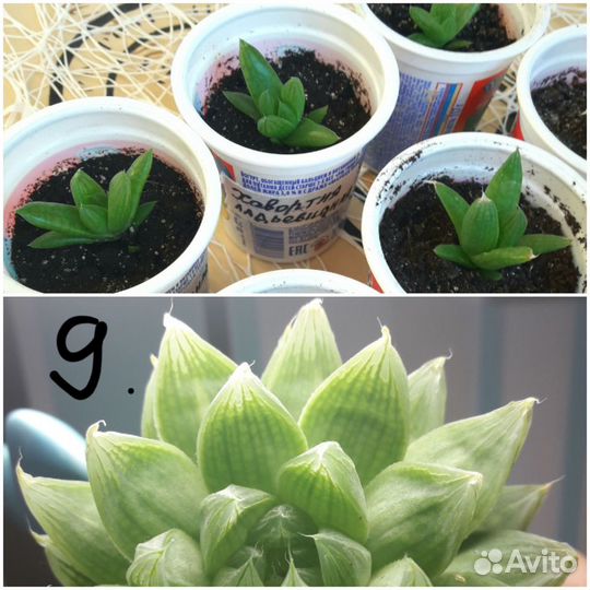 Суккуленты