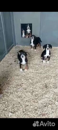 Большой швейцарский зенненхунд