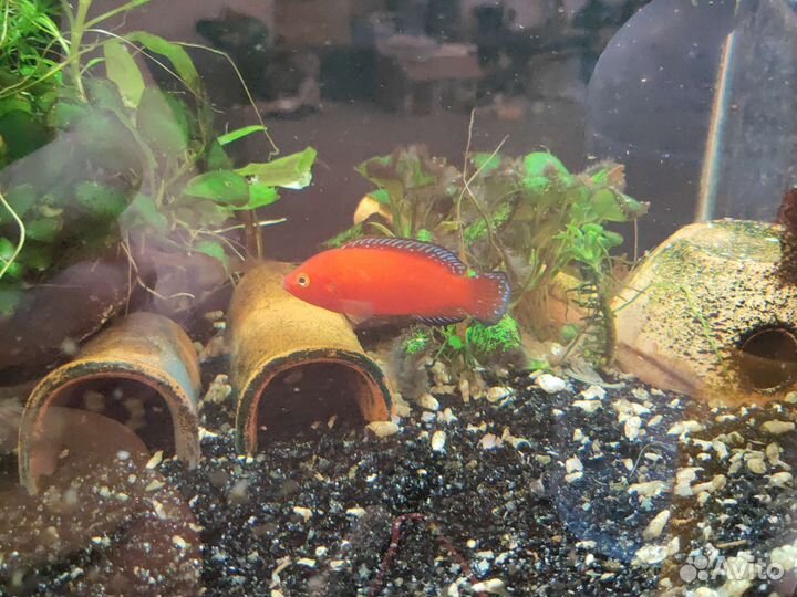 Хемихромис экcул