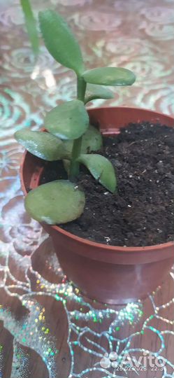 Комнатные растения и цветы