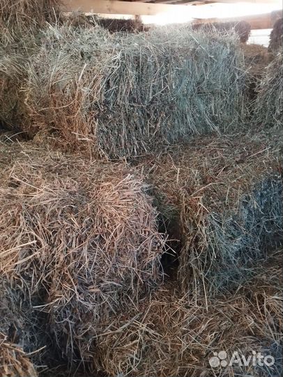 Люцерна в тюках