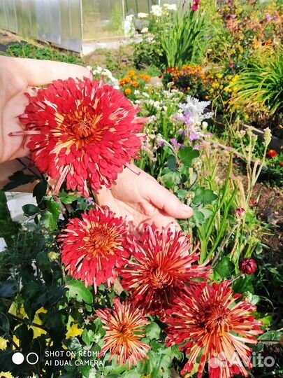 Хризантемы 9 сортов