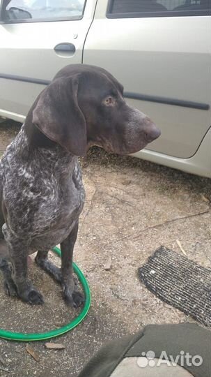 Курцхаар вязка