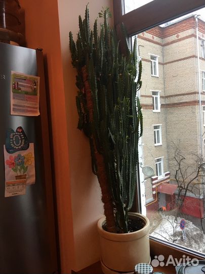 Молочай треугольный