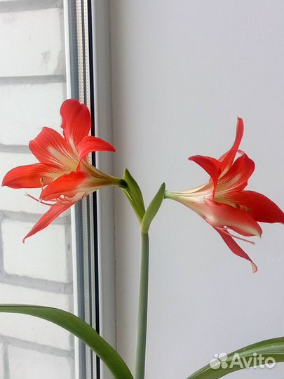 Гиппеаструм красноватый