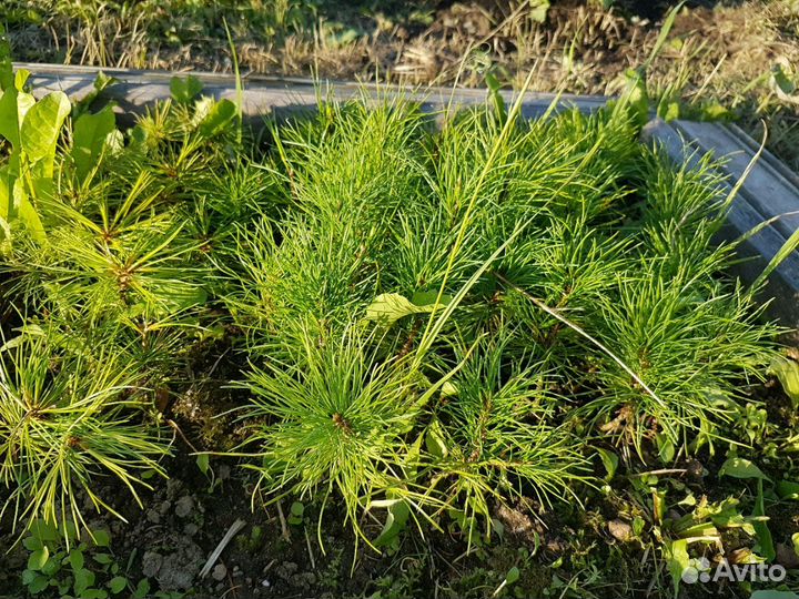 Кедр в подарок (любимым)