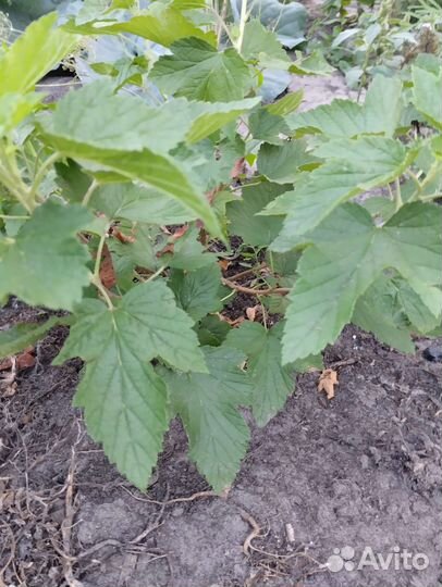 Саженцы черной смородины, ирги