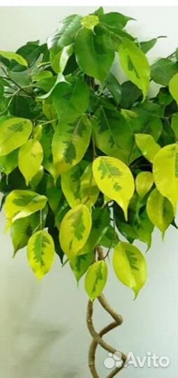 Фикусы Бенджамина:Регидан и Денилайт