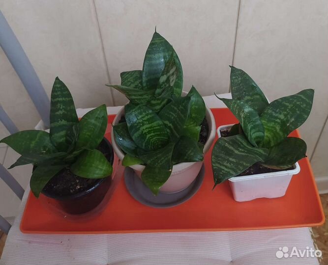 Сансевиерия ханни