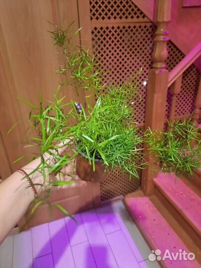 Аспарагус шпренгера