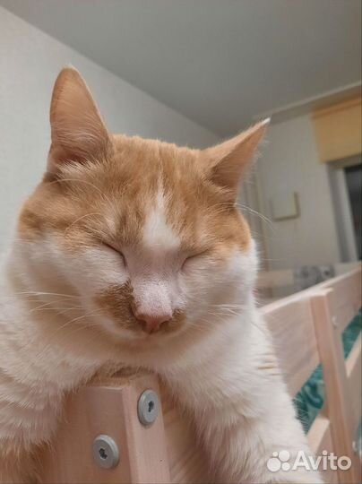 Отдам кота 2 года