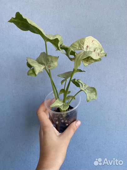 Сингониум конфетти милк