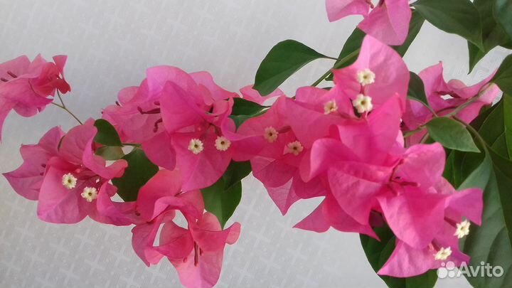 Бугенвиллия