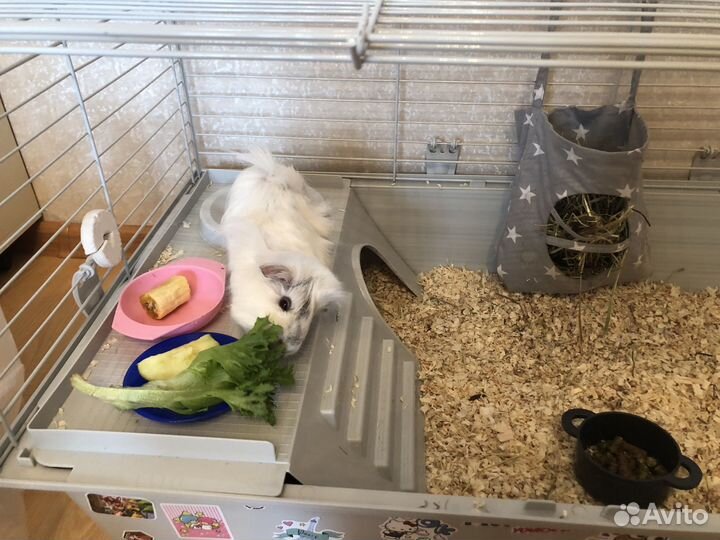 Передержка грызунов и птиц