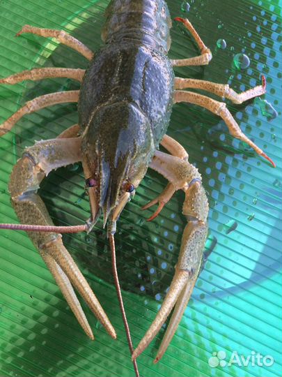 Раки большие Рыба живая