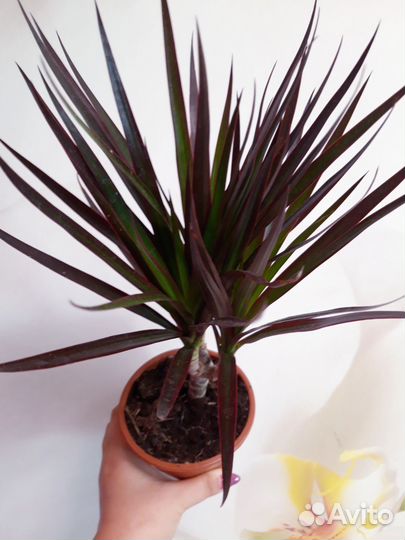 Драцена маргината Маджента