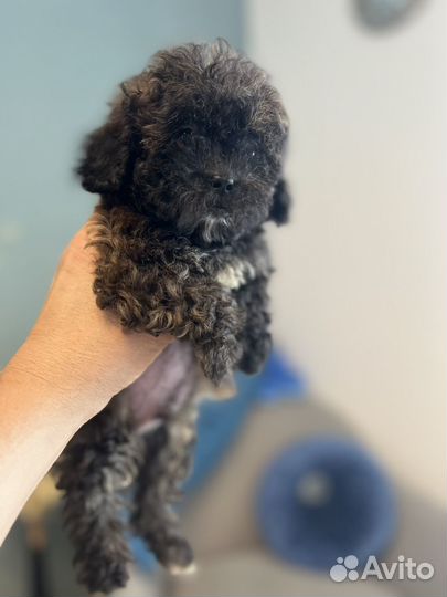 Щенки мальтипу f1