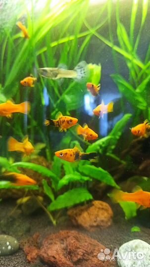 Рыбки меченосцы