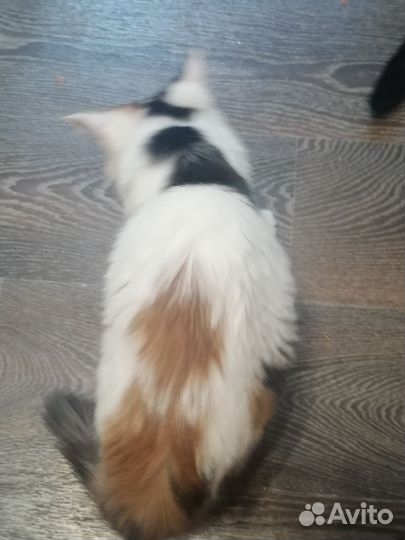 Кошка в дар