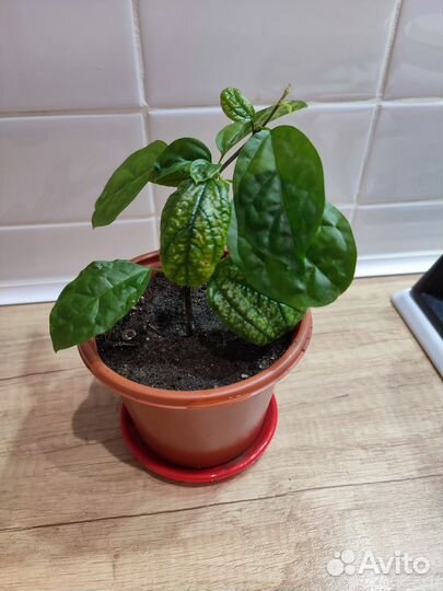 Комнатные растения