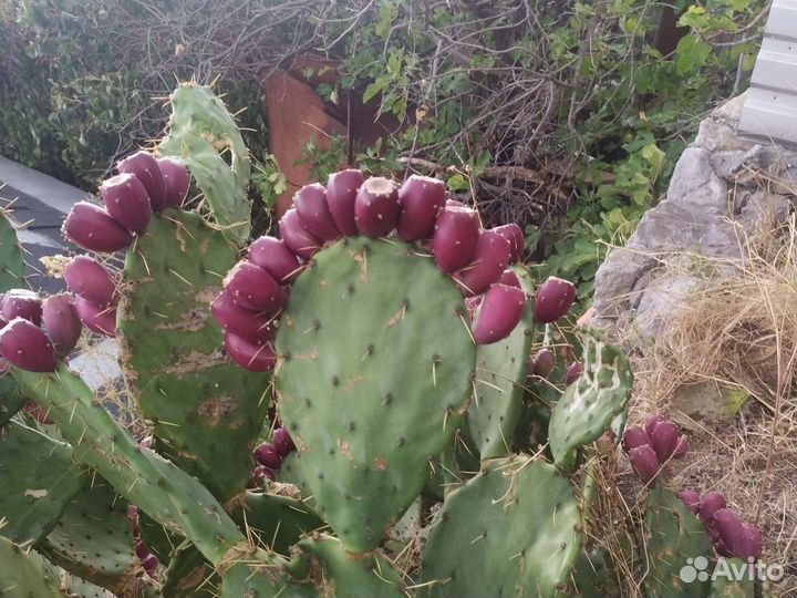 Кактус опунция