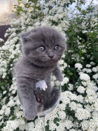 Шотландская