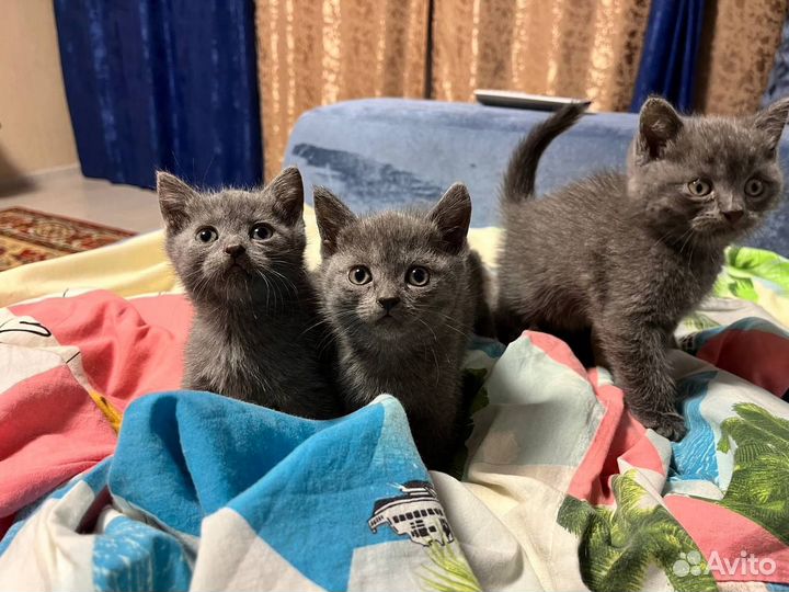 Британские котята